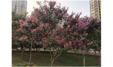 夏秋季節(jié)，錫城首次驚現(xiàn)紫薇花開美景